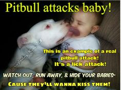 pitbull attack more pitbull quotes pitbull attack