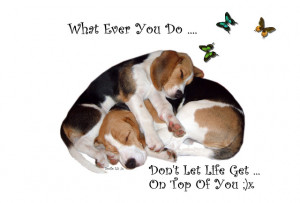 ... My Story Through My Quotes And Poetry ... My Beagle Smiles Help Me