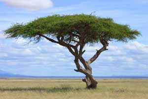 African Savanna Trees...