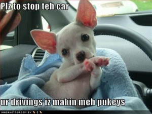 funny dog quotes blog, funny dog quotes about food, funny dog videos.