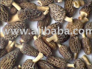 conica sec de morchella/champignon morelle noire