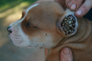 Lyme Disease Ticks On Dogs