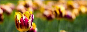 spring-is-coming_facebook_timeline_cover.jpg