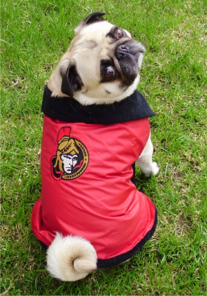 The NHL Ottawa Senators Pug Hockey Fan