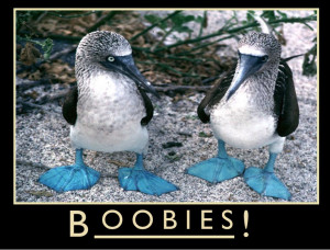 ... to put different boobies in my blog? It is a family friendly blog