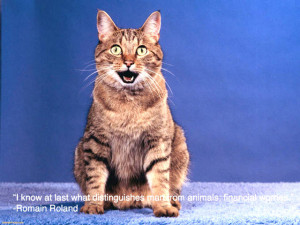 ... Quotes: Animal Picture Of The Cute Cat In Blue Background With Quote