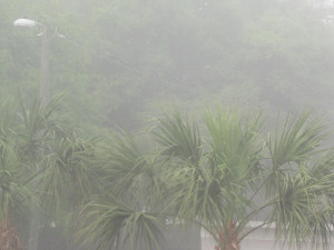 Foggy Morning - Image Page