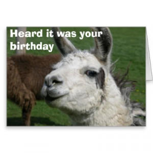Thread: Happy Birthday wishes for zameluzza - our favourite llama!