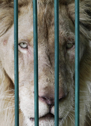 KEREK WONGSA/REUTERS A lion stares forward calmly during the raid.