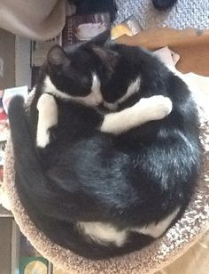 Tuxedo cats - Remind me of Lacey & Lucy! More