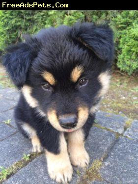 Breed Rottweiler Chow mix Gender Male Age Baby ROTTWEILER CHOW