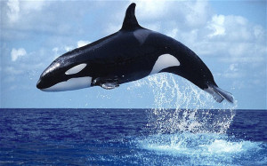 ... Cove Predicts Dolphin Eating Epidemic and US sued for Whale Deafness