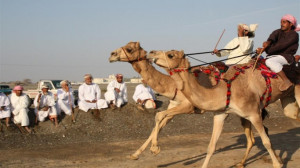The Sheikh's passion for camel racing is equally impressive as his ...