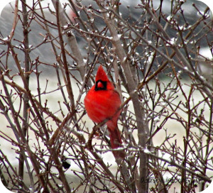 Cardinal sitting pretty on a snowy morning