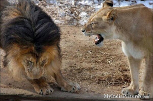 Lion Couple Funny