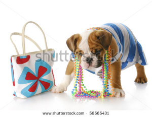 adorable english bulldog puppy dressed up standing beside purse with ...