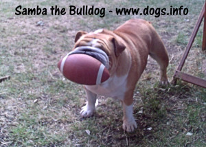Samba the Funniest Bulldog, Samba the Funny Bulldog