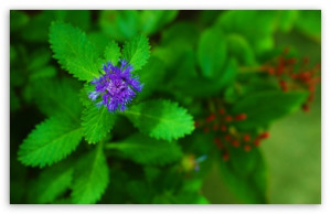Pretty Purple Flower Credited