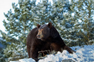 black bear hibernation