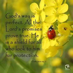 ... for protection. ~ Psalm 18:30 (NLT) Bible verse | CrossRiverMedia.com