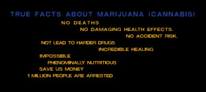 Marijuana The truth about this herb