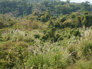 Jungle Scenery Wallpaper
