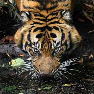 Had to post this Reinterpretation of Everyones favorite Rocky Song ...