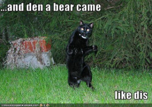 Funny black bears cubs