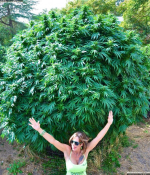 Marijuana Seed Breeding! #women #cannabis Professional Marijuana ...