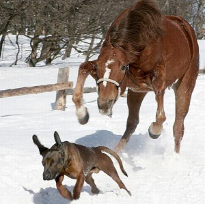 Villiard.com - Images, photos et vidéos drôles