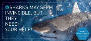 Sharks may seem invincible, but they need our help!