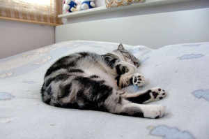 great pet insurance quotes