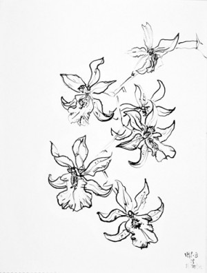 Flower Drawings [Brazilian Orchids, Paraty, Brazil, January 2009]