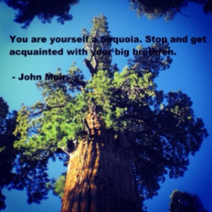 You are yourself a Sequoia. Stop and get acquainted with your big ...