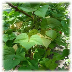 The Bean Trees Resources