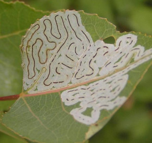 Aspen Leaf Miners