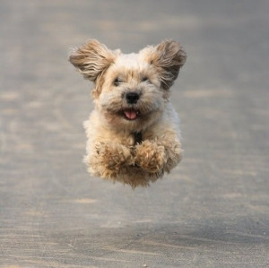 cute, dog, flying dog, funny, jump dog, smile