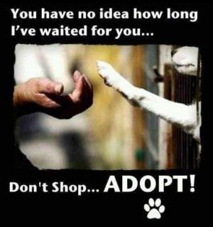 Pet Adoption Is The Key
