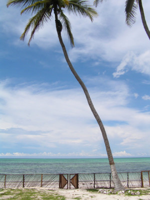 Coconut Palms Zanzibar...
