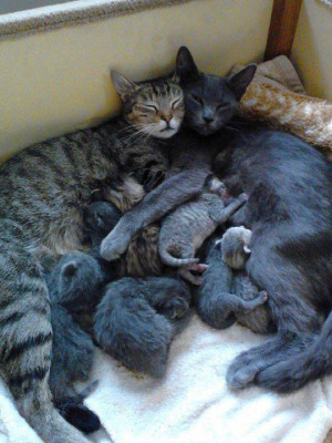 Mother cat, father cat and bunch of cubs sleeping together