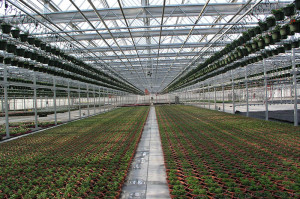 Commercial Greenhouse Structures