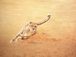 Cheetah Running Art Wallpaper