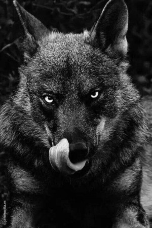 Big black bad Wolf