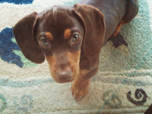 Home » Animal »Funny Wiener Dog HD Desktop Wallpaper