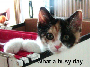 busy cat busy cat