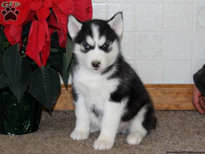 siberian husky quotes