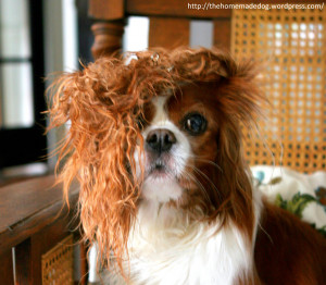 Bad Hair Day Dog a really bad hair day