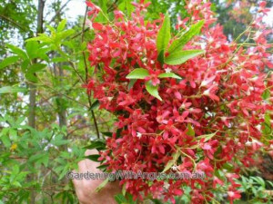 small bush with red flowers