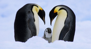 Emperor-Penguin-National-Penguin-Day2.jpg
