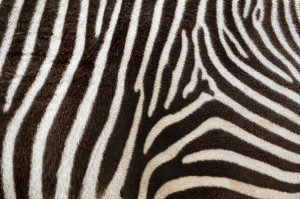 Where do a zebra's stripes, a leopard's spots and our fingers come ...